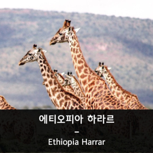에디오피아 하라르